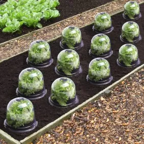 Cloche à salades x12 serre de protection pour plants
