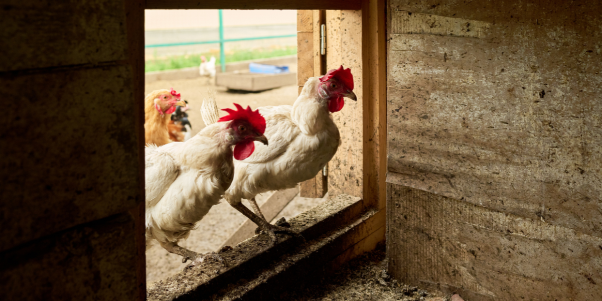Préparer son poulailler au printemps : les étapes clés pour un élevage serein et productif