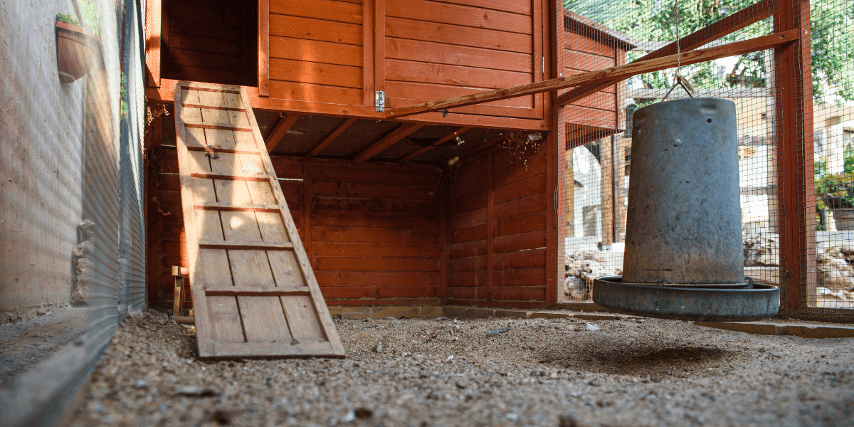 Allevare galline in giardino: le domande da porsi prima di fare il grande passo