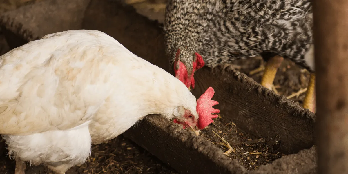 Quale altezza di rete devo scegliere per il mio pollaio?