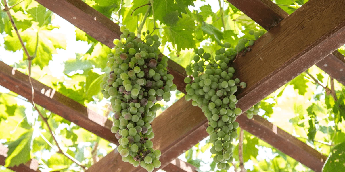 Come scegliere la pergola giusta per il vostro spazio esterno?  
