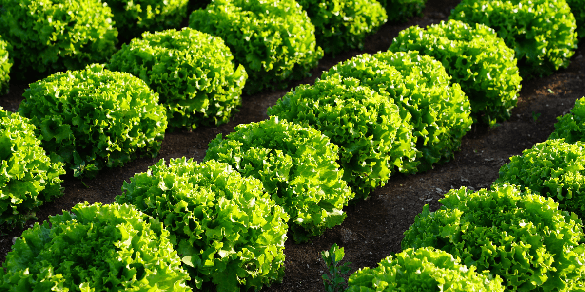 Quale frutta e verdura piantare a maggio?