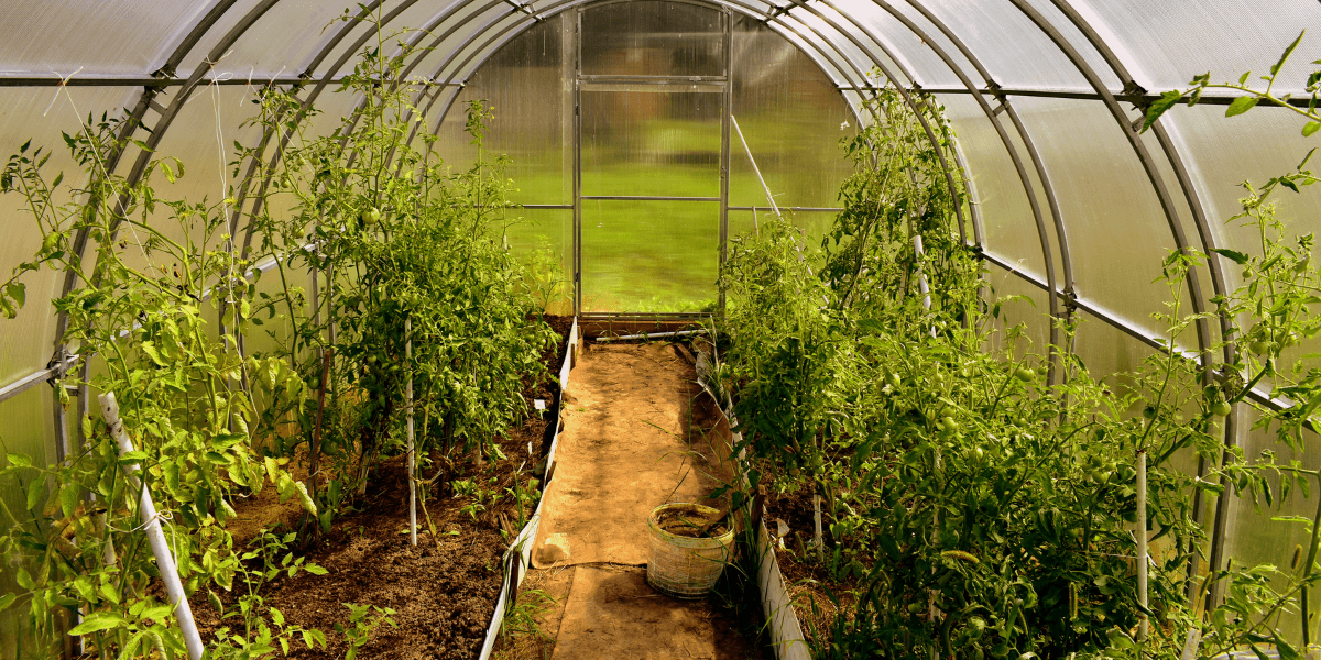 Cosa piantare a giugno?