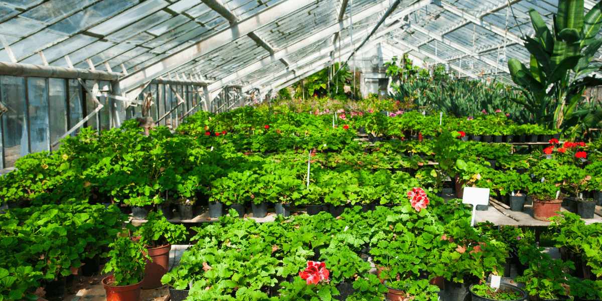 Quale frutta e verdura piantare a luglio?