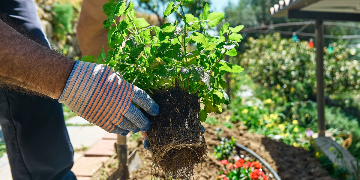 Quels équipements prévoir quand on commence à jardiner chez soi ?