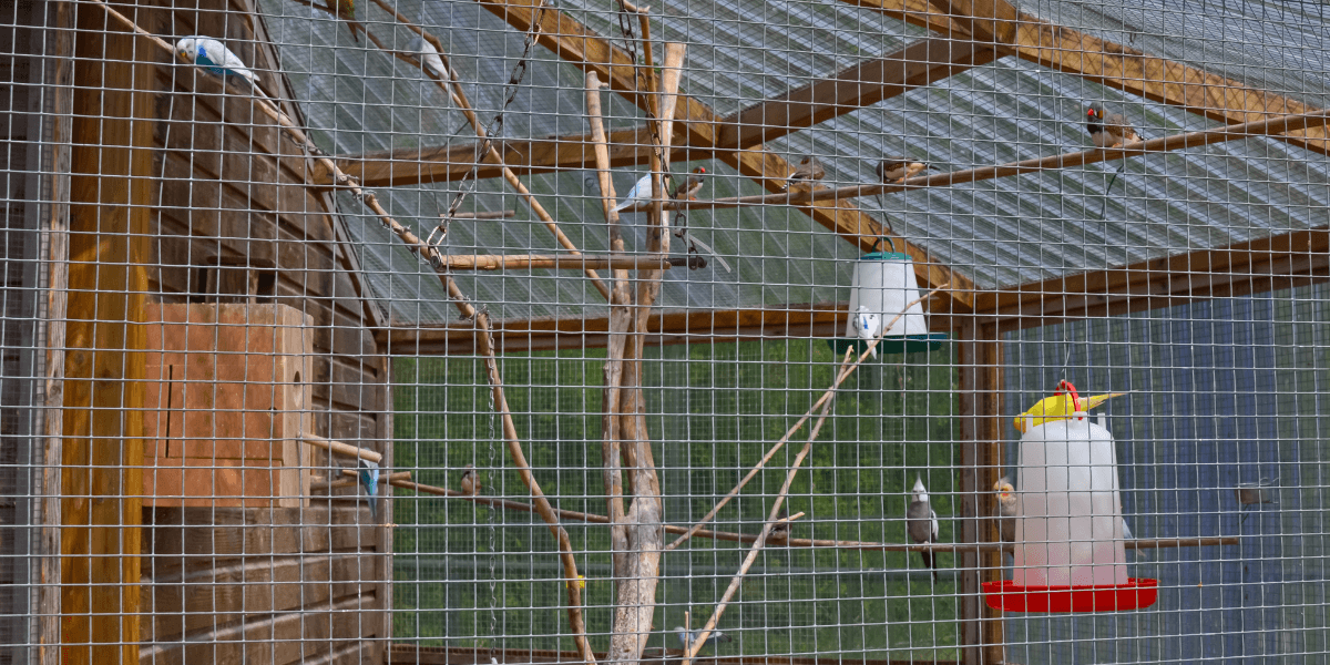 Perché mettere un recinto per le galline in giardino?