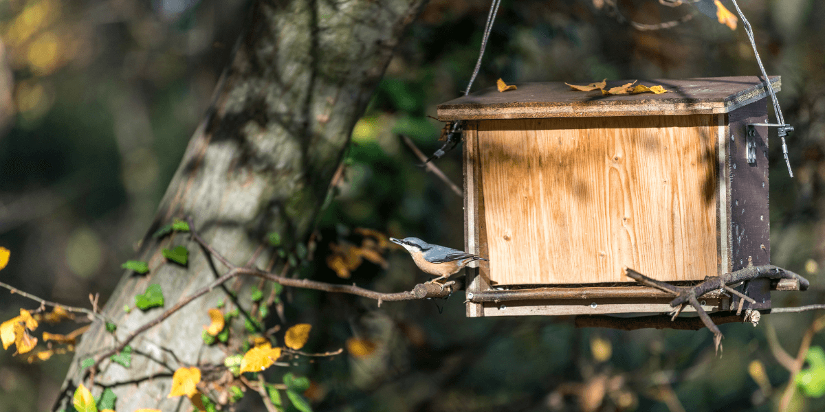 I nostri consigli per l'installazione e la manutenzione di una voliera