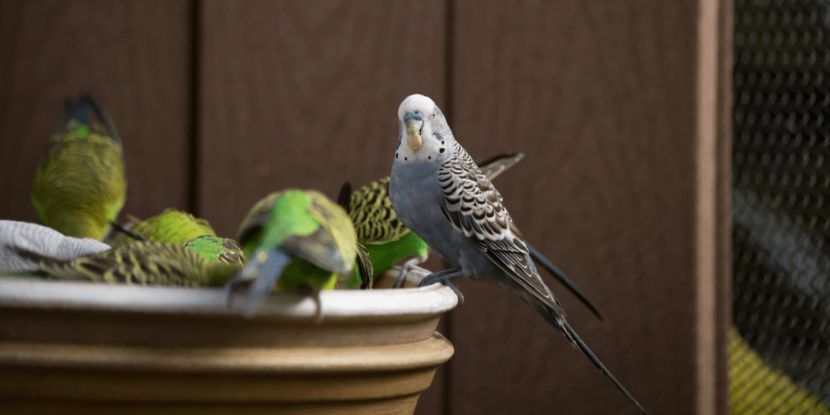 Come si installa una voliera in giardino?