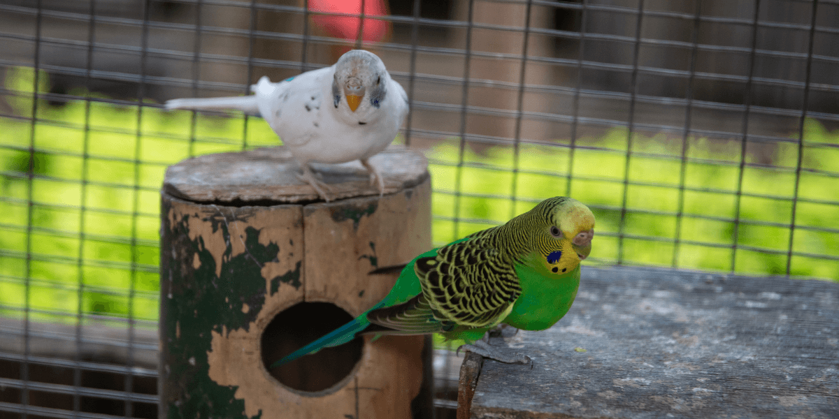 Come si pulisce una voliera esterna?