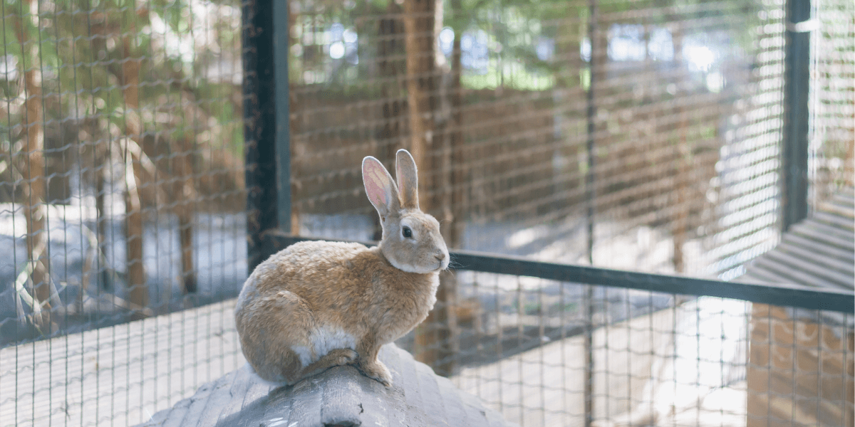 Quale recinto all'aperto per le vostre galline?