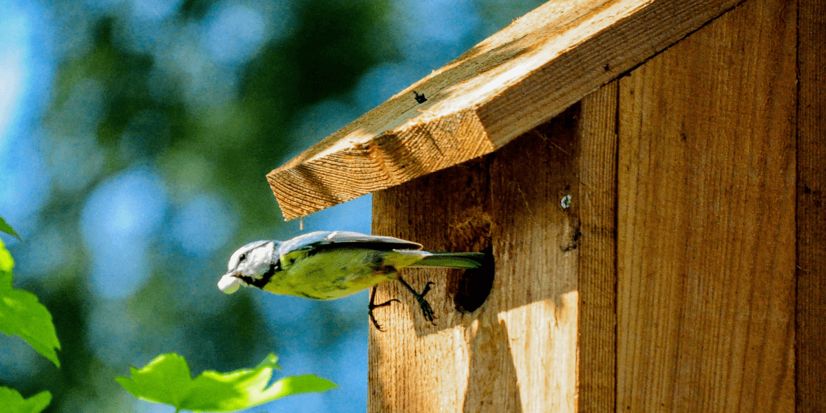 Come posso proteggere la mia voliera esterna dal freddo?