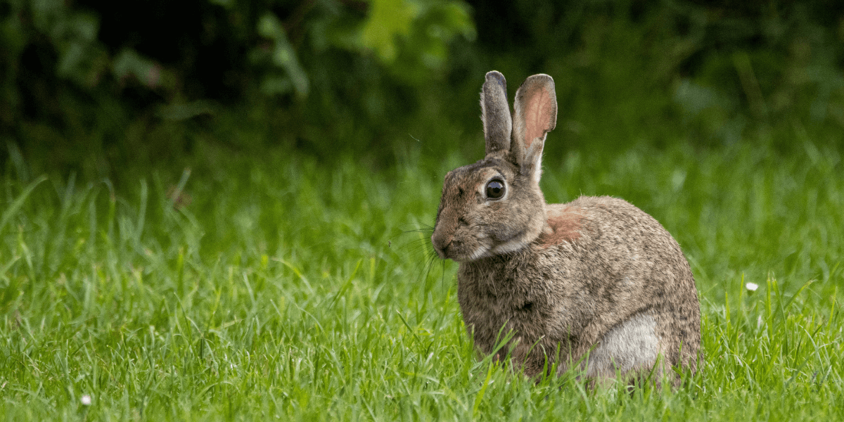 Qual è l'altezza consigliata per un pollaio?