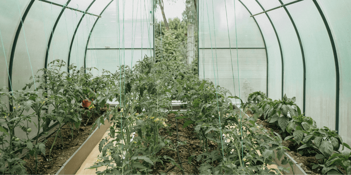 Cosa piantare in serra