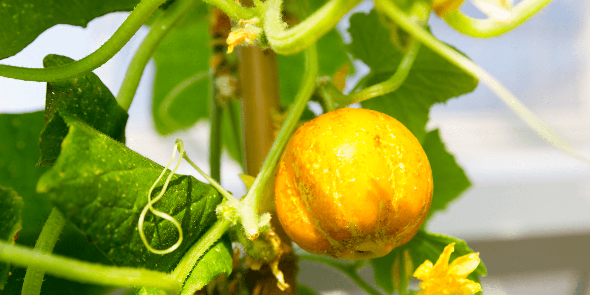 Come si seminano le piantine in serra?