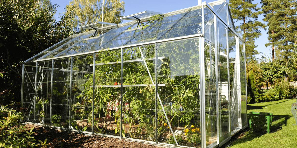 Quali piante mettere in serra?