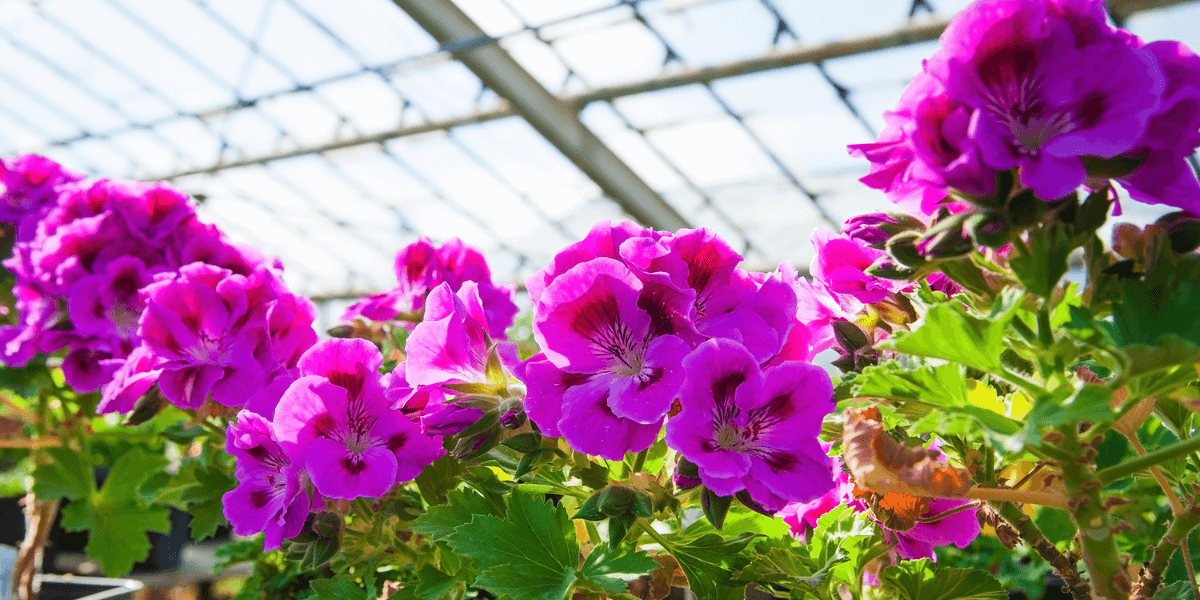 Quali frutti coltivare in serra?