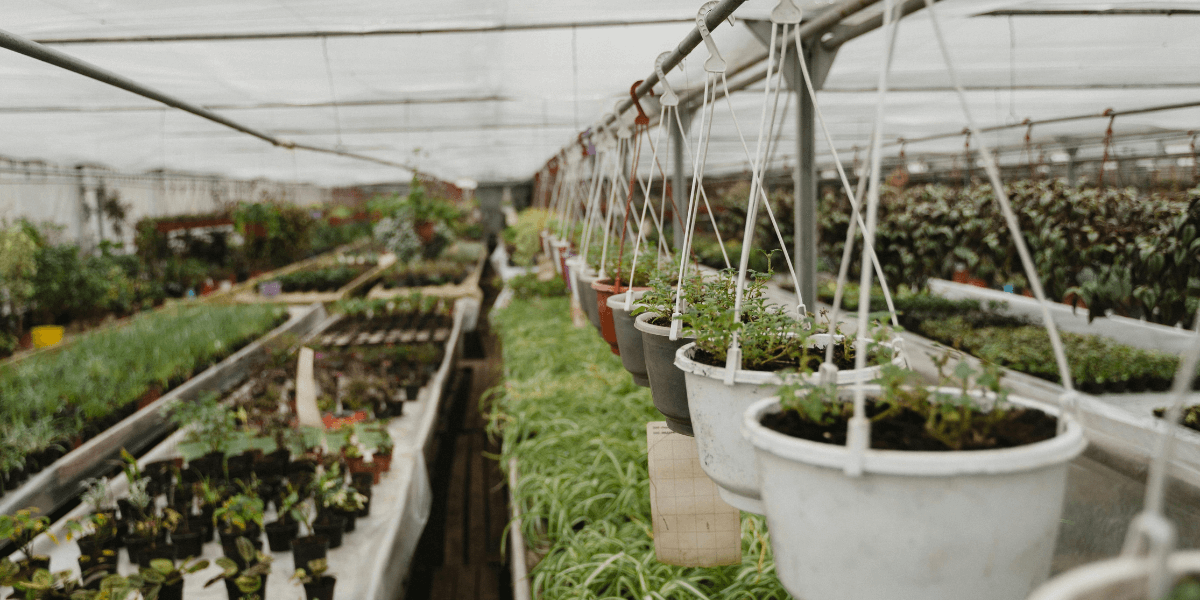 Quali sono le piante aromatiche da coltivare in vetro?