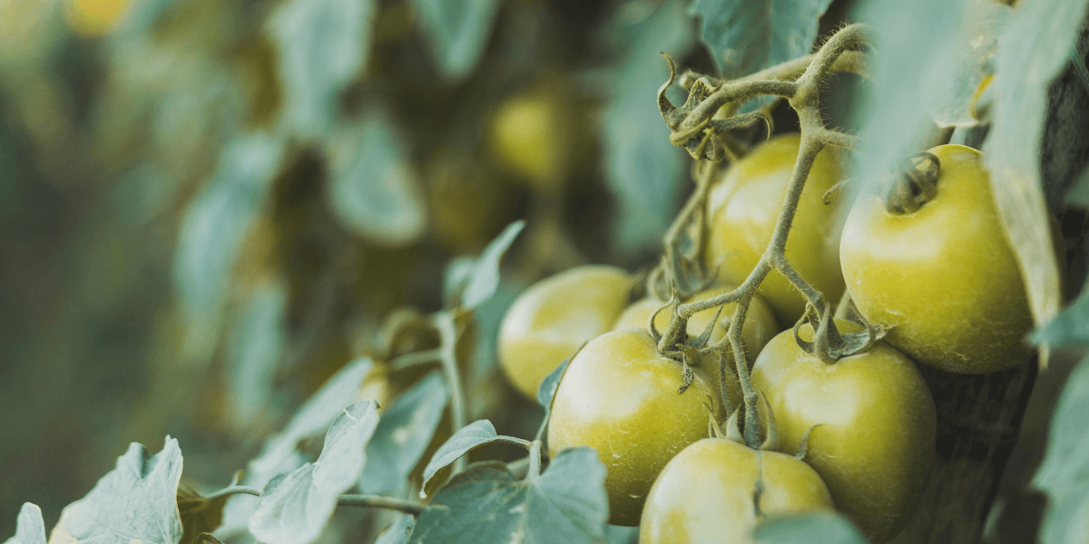 Come si gestisce la temperatura in una serra?