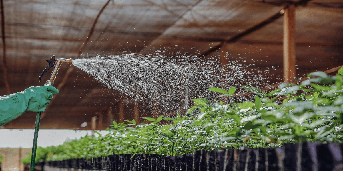 Come si fa a ventilare correttamente una serra?