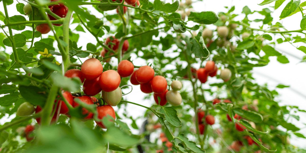 Qual è la dimensione ideale per una serra?