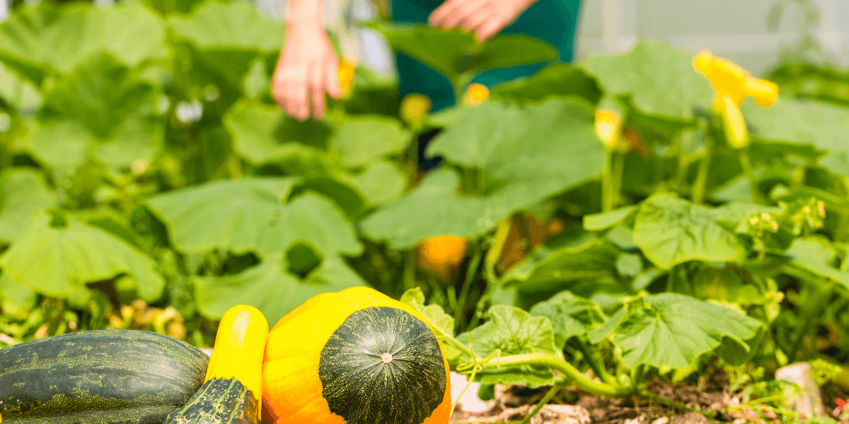 Quali sono le diverse forme di una serra?