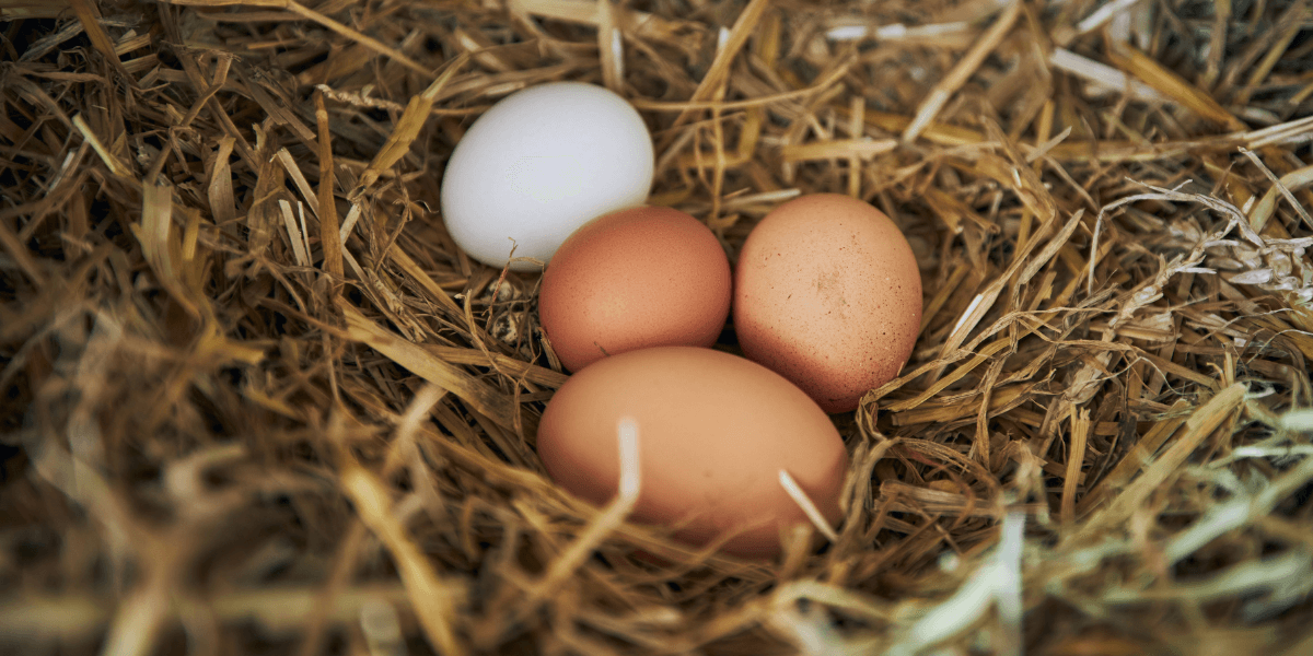 Avere dei polli in città: optate per un mini pollaio