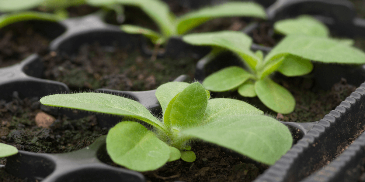 Quanto deve essere alta una serra da giardino?