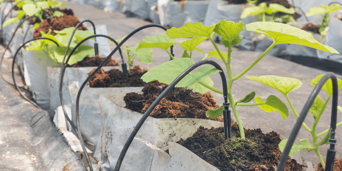 Quanto spazio è necessario per una serra da giardino?
