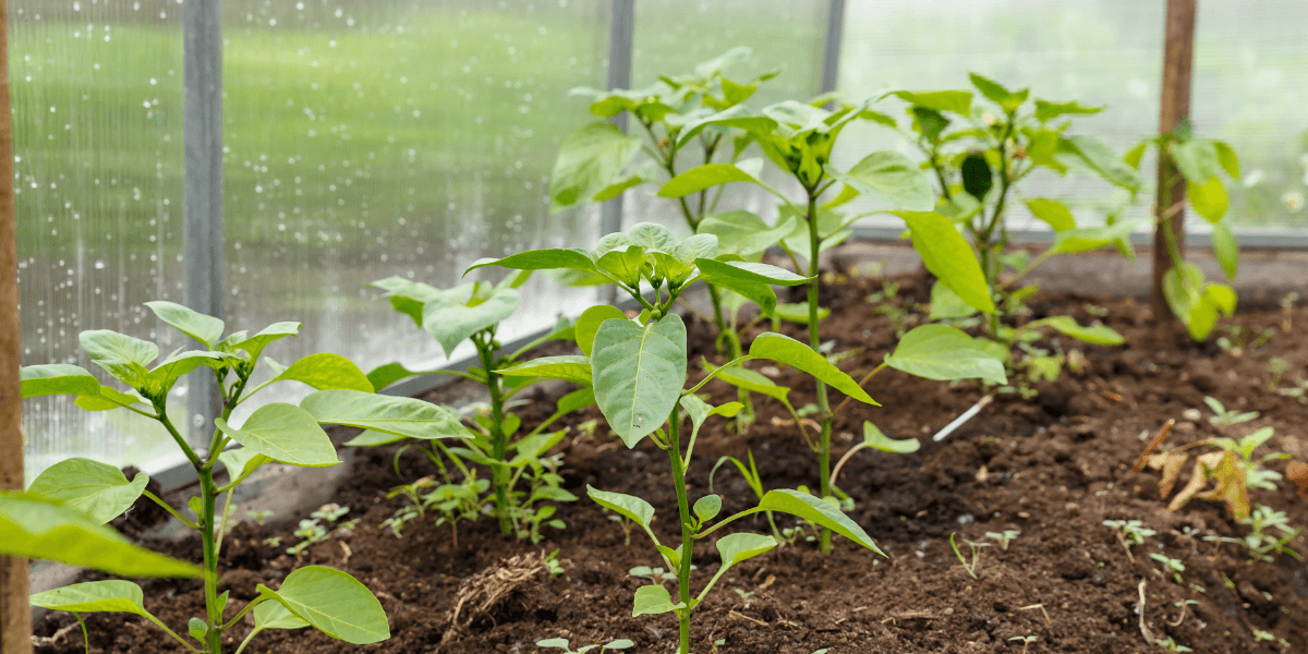 Come si installa e si mantiene la serra da giardino?