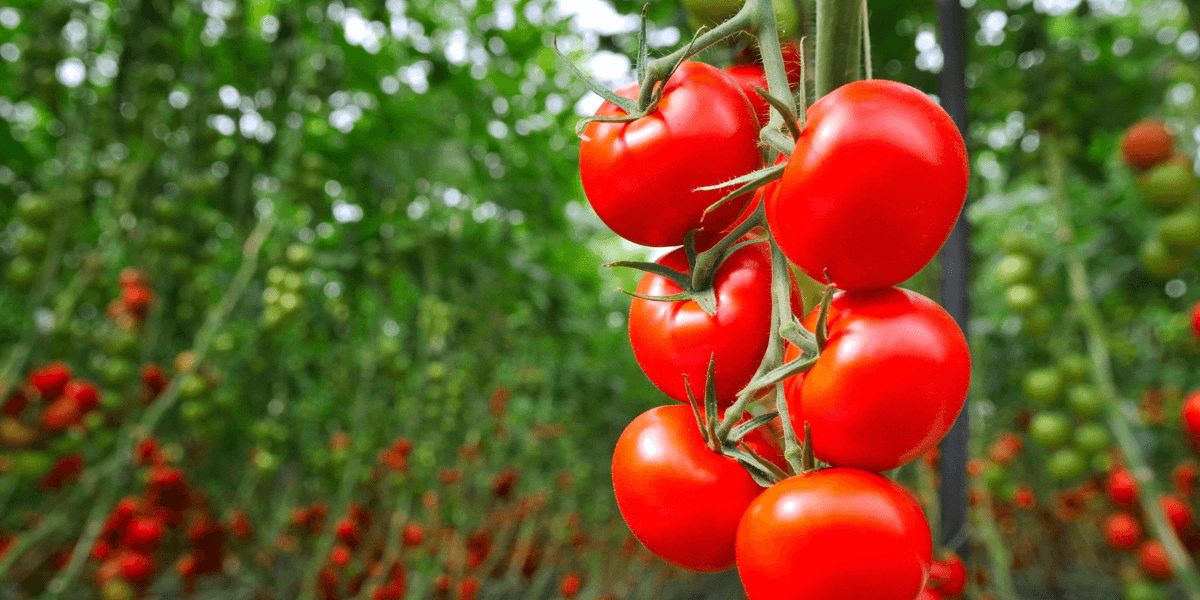 In che direzione installare una serra?