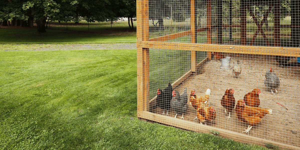 Quale dimensione del pollaio è adatta a 2 galline?