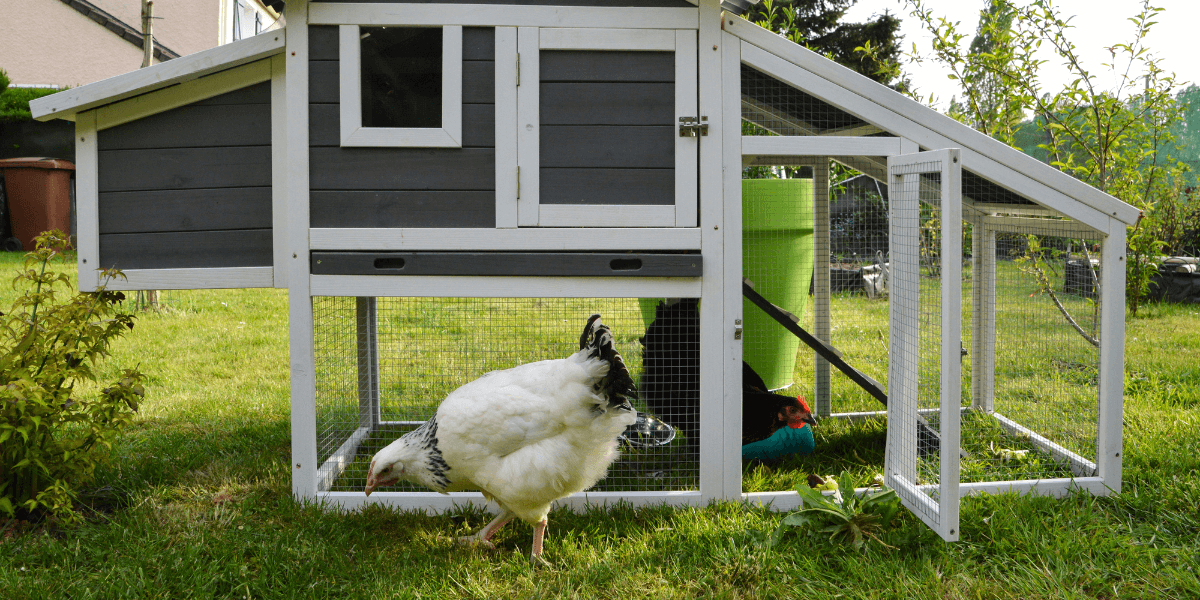 Quanto è grande il pollaio per 3 galline?