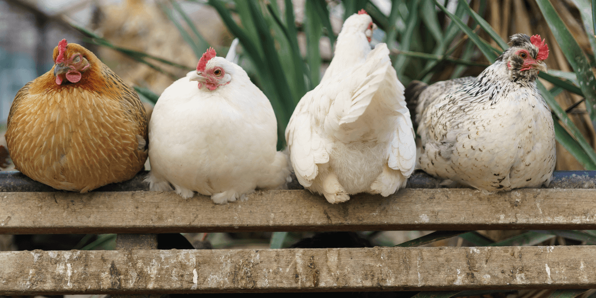 Quanto è grande un pollaio per 4 galline?