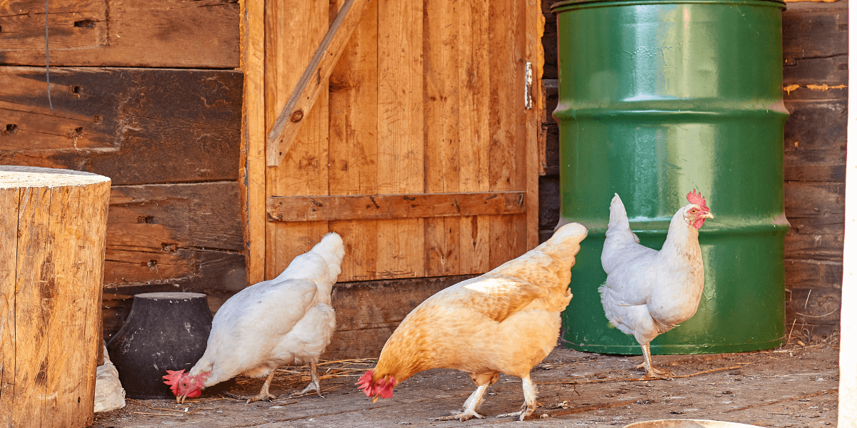 Scegliere il mangime giusto per le galline
