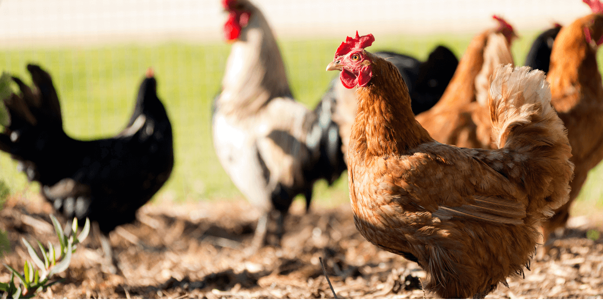 Cosa mangia una gallina ovaiola?