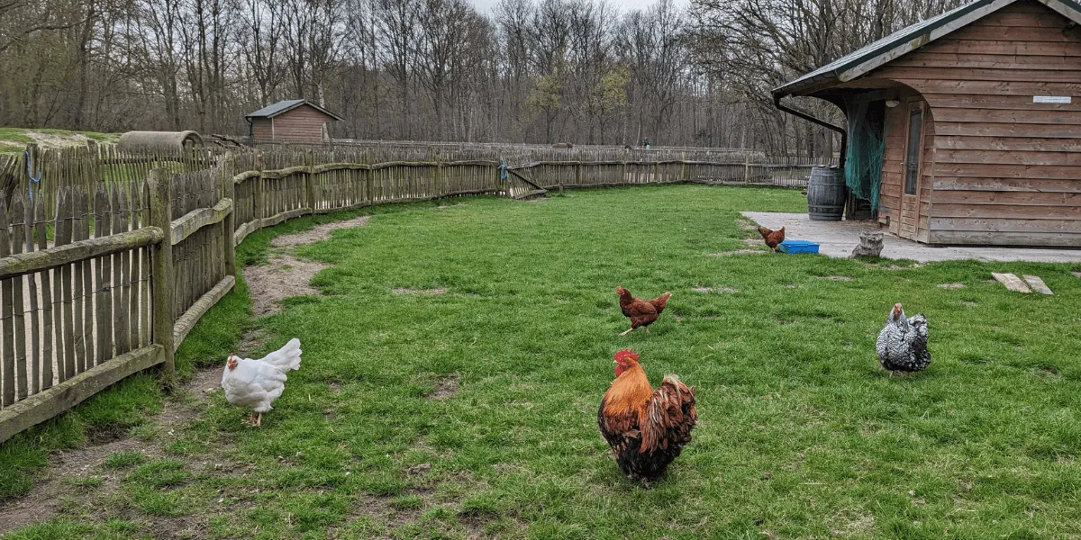 Alimenti vietati da non somministrare alle galline