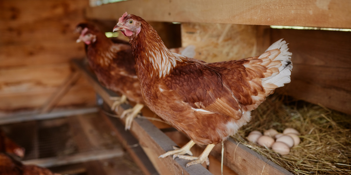 Choisir le bon poulailler pour ses poules